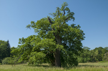 Obraz premium Big Oak tree