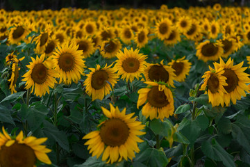 Fototapeta na wymiar Bright Yellow Sunflower in Field