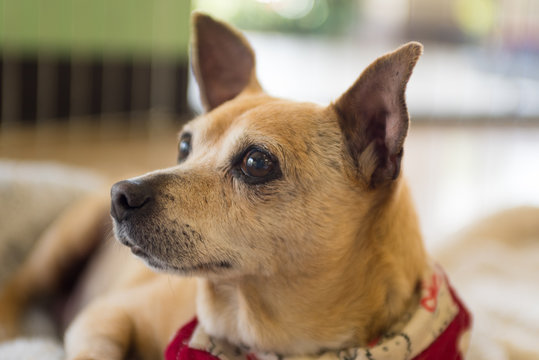 Profile portrait of a Chihuahua dog.