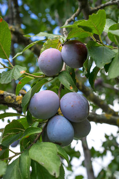 ripe plums on a branch