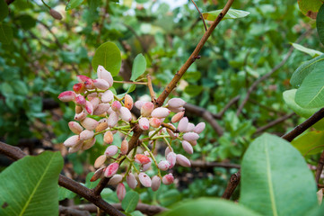 Pistachio harvest season: Pistachio bunch on tree during harvest time