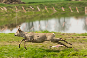 kozioł - sarna © © Jakacki