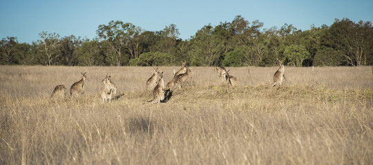 Kangaroos in the countryside