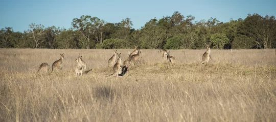 Crédence de cuisine en verre imprimé Kangourou Kangaroos in the countryside