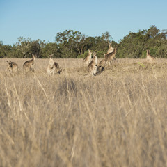 Naklejka premium Kangaroos in the countryside