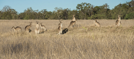 Kangaroos in the countryside