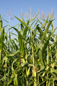A corn field with multiple corn stalks with ears in the husk topped with silk. Blue sky is in the background. Photographed in natural light.