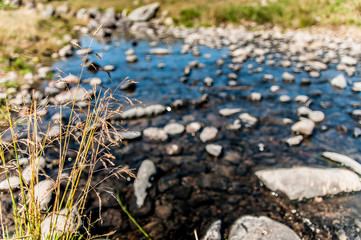 Grass on focus , crystal clear creek background.