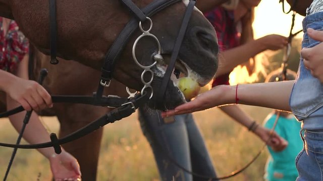 Big family with kids feeding the horses apples in a field on the farm.