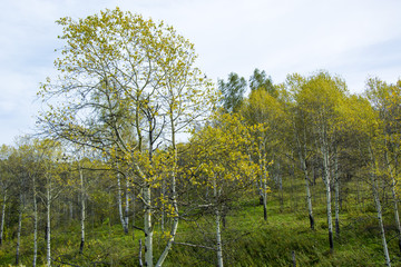 Golden autumn, forest, field, trees. золотая осень Russia.