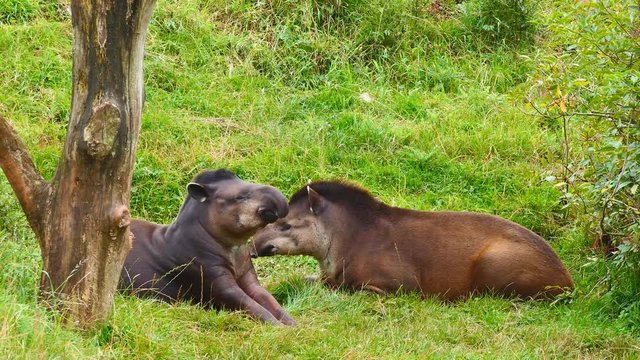 Two tapirs lie on the grass. Tapir yawns.