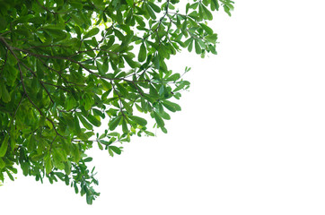 Obraz premium Leaves white background