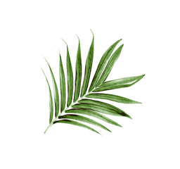 Green leaves of palm tree isolated on white background