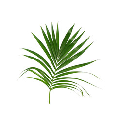 Green leaves of palm tree isolated on white background