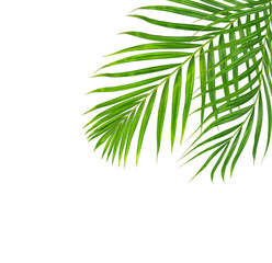 Green leaves of palm tree isolated on white background