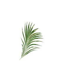 Fototapeta premium Green leaf of palm tree isolated on white background
