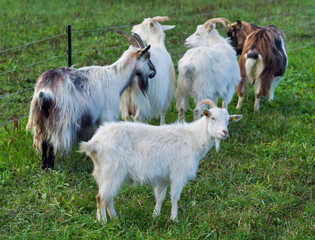 Goats in farm.