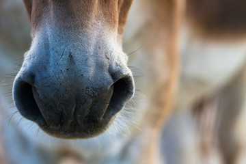 Healthy horse nose.