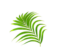 Green leaves of palm tree on white background