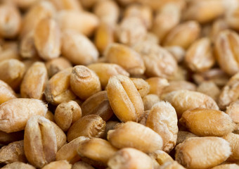Surface of ripe grain.