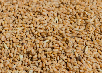 Surface of ripe grain.