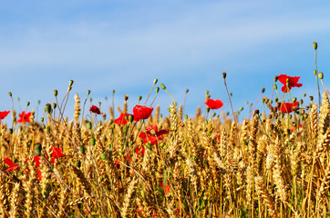 Red poppy flowers.