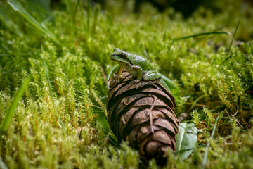 small green frog on pine cone
