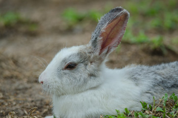 Little rabbit on green grass