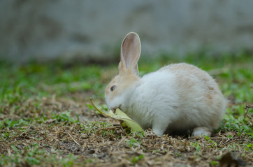 Little rabbit on green grass