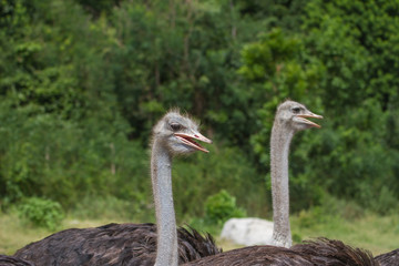 ostrich bird head portrait