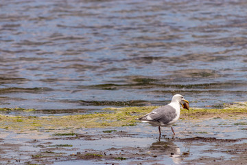 seagull carrying a clam shell along a shore