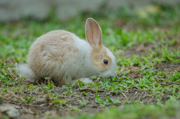 Little rabbit on green grass