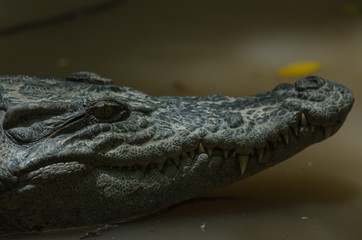 Close up of Siamese Crocodile