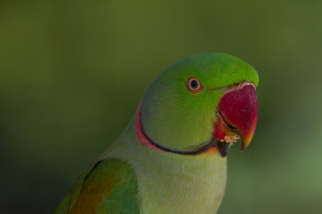 Fototapeta na wymiar Portrait of green parrot