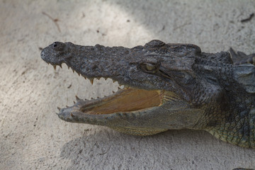 Close up of Siamese Crocodile