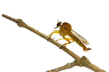 Robber Fly on branch isolated on white background