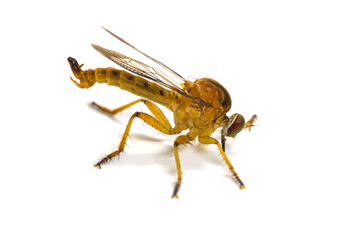 robber fly isolated on white background