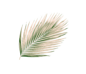 green leaves of palm tree isolated on white background