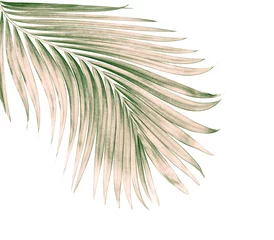 Tissu par mètre Palmier green leaves of palm tree isolated on white background