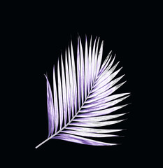 leaf of palm tree on black background