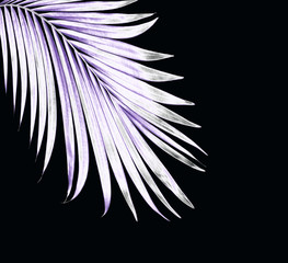leaf of palm tree on black background