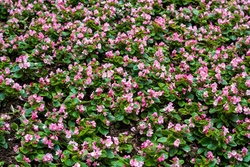 Pink and white flowers in garden, filling frame. View of garden in Hongkong Park.