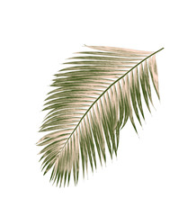 Obraz premium green leaves of palm tree isolated on white background