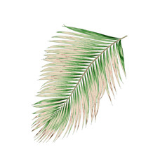 Obraz premium green leaves of palm tree isolated on white background