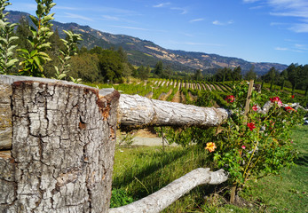 Vineyard fence
