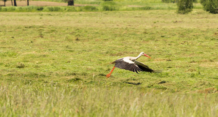 Bocian start lotu © © Jakacki