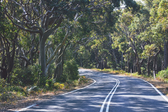 Road winding through Eucalypt forest near Garie beach in the Royal National Park, NSW, Australia