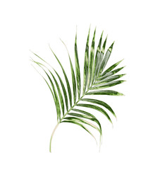 Green leaves of palm tree isolated on white background
