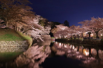 彦根の夜桜
