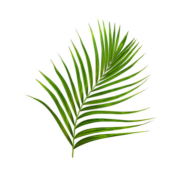 Green leaf of palm tree on white background